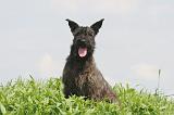 BOUVIER DES ARDENNES 353